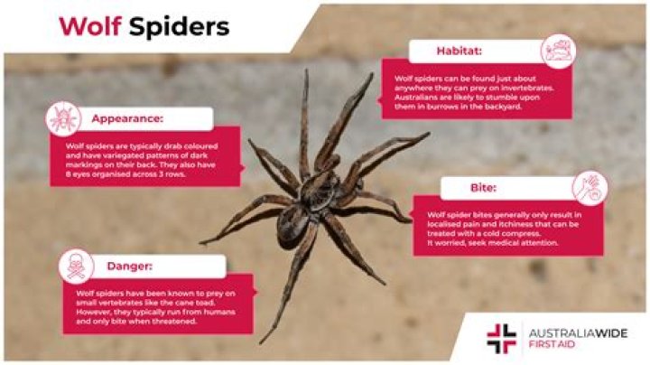 Are Wolf Spiders Poisonous? Separating Common Fears from What's True