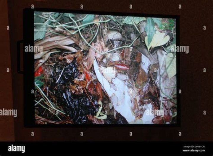 Did They Do a DNA Test on Caylee Anthony? Uncovering the Facts