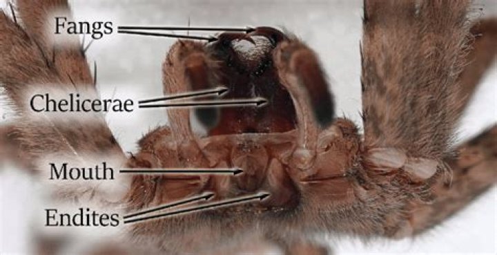 Do Some Spiders Have Fangs? Unraveling the Truth About Arachnid Mouthparts