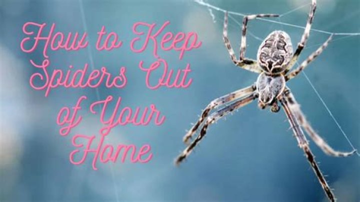 How to Gently Move a Rain Spider Out of Your Home