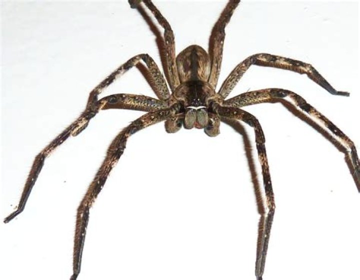 How to Identify a Rain Spider? Your Guide to Recognizing These Fascinating Creatures Today