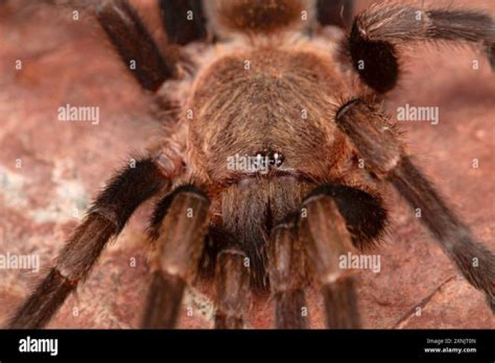 Is a Rain Spider a Tarantula? Unraveling the Mystery of Big, Hairy Spiders