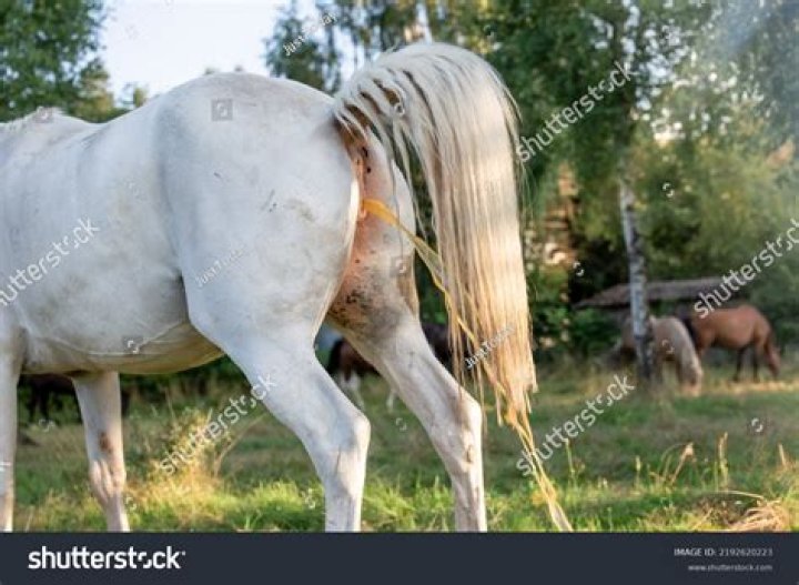 Is Mating Painful for Female Horses? Understanding the Mare's Experience