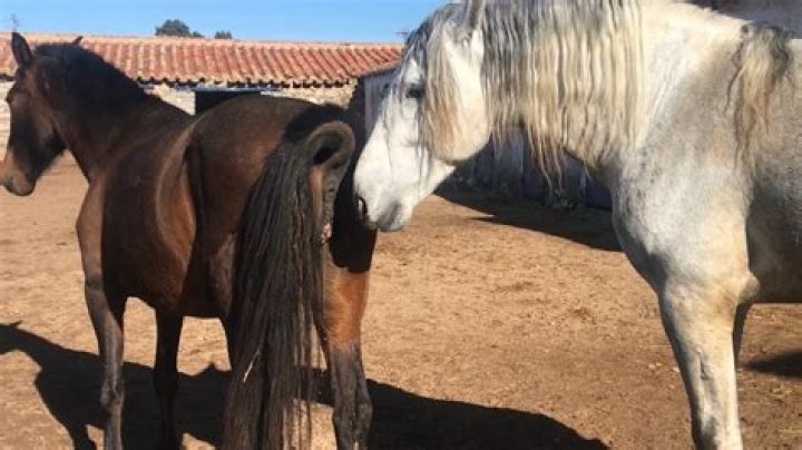 Understanding Horse Mating Naturally: Instincts, Well-being, and Connection