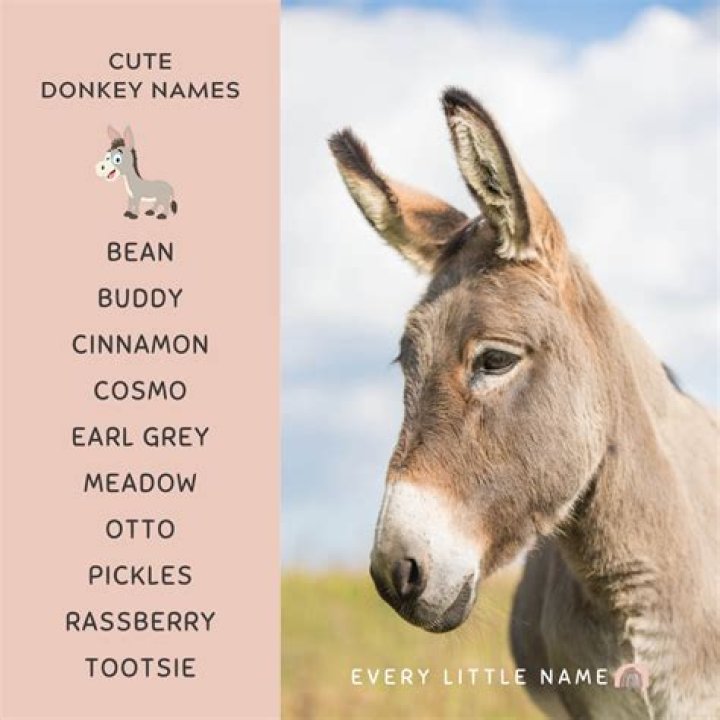 What is Baby Aliens Real Name? Understanding Your Little One's Unique Identity