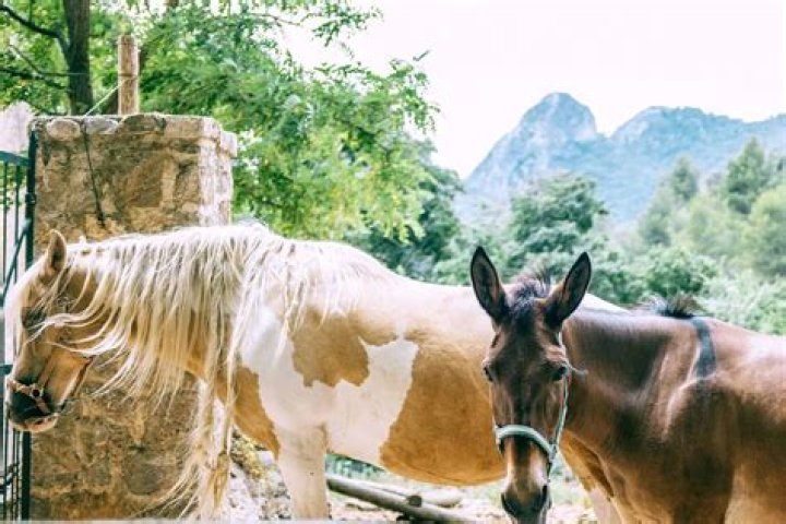 What Time Do Horses Mate? Unpacking the Equine Breeding Clock